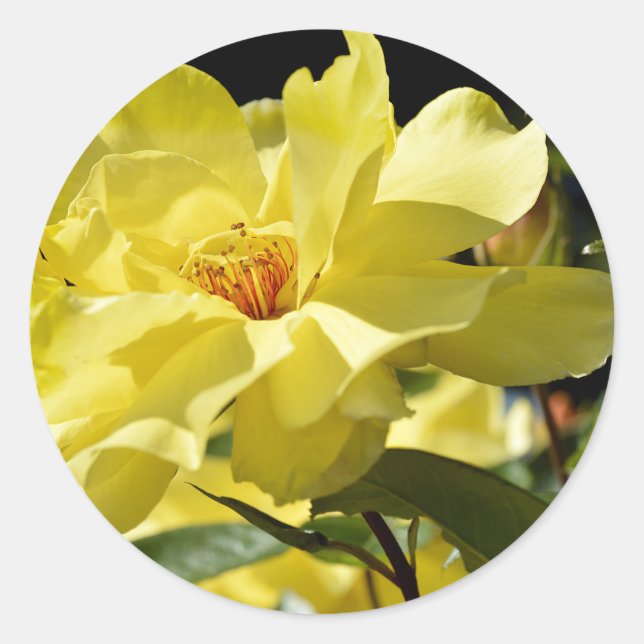 Sticker Rond Rose jaune (Devant)