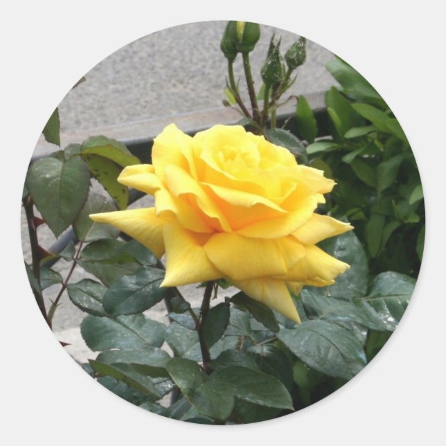 Sticker Rond Rose jaune du Texas (Devant)