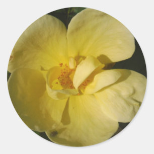 Sticker Rond Rose jaune sauvage