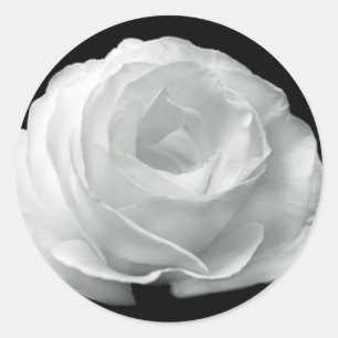 Sticker Rond Rose noire et blanche