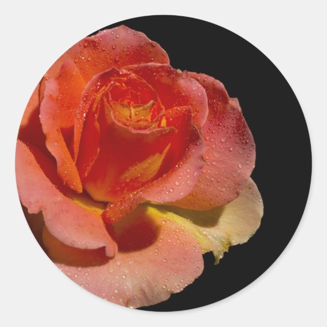 Sticker Rond Rose orange (Devant)