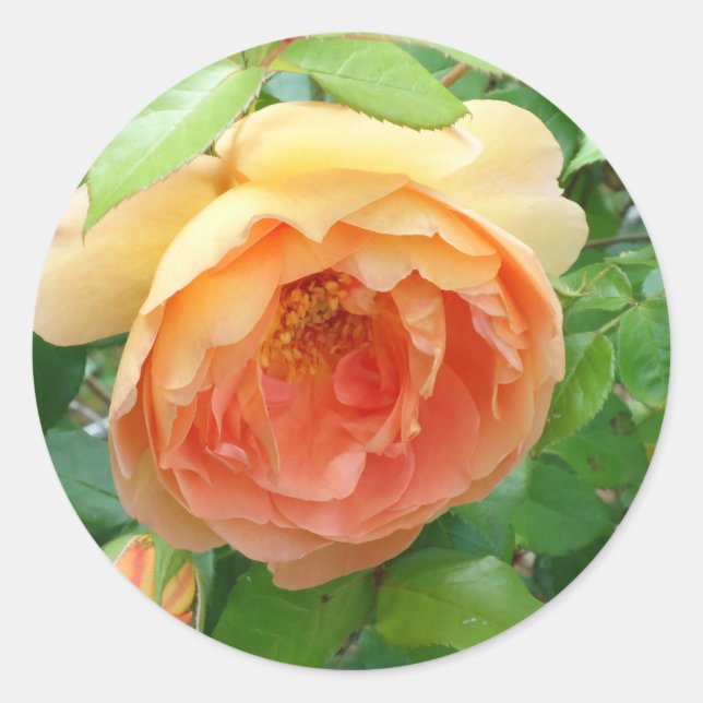 Sticker Rond Rose orange (Devant)