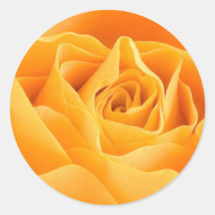 Sticker Rond Rose orange