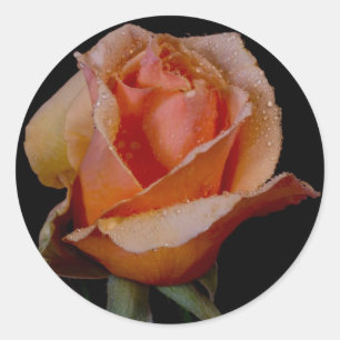 Sticker Rond Rose orange 3
