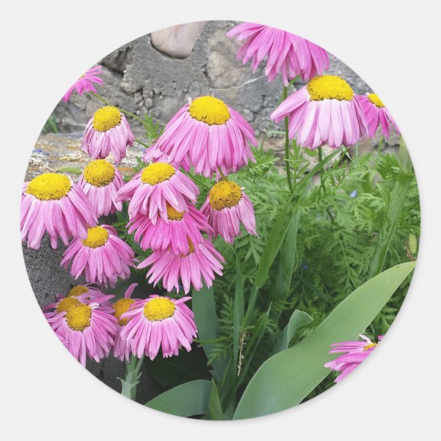 Sticker Rond Rose Peint marguerite sauvage Fleurs naturelles ph (Devant)