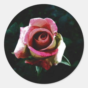 Sticker Rond Rose Peinte à l'Huile