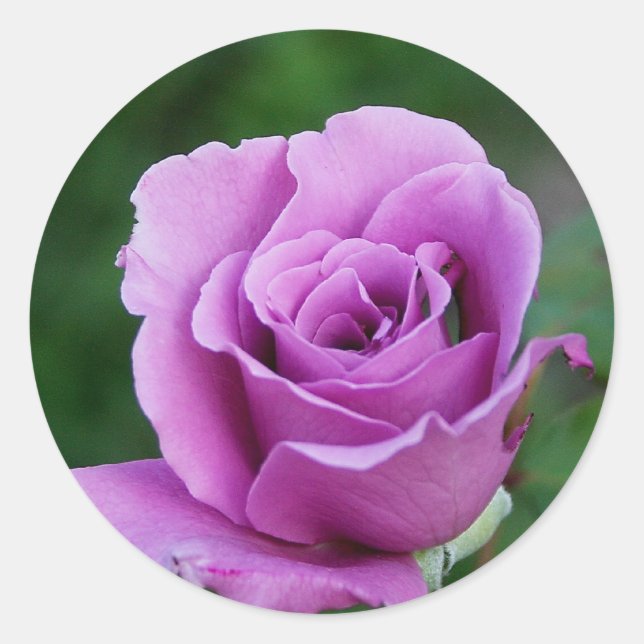 Sticker Rond Rose pourpre (Devant)