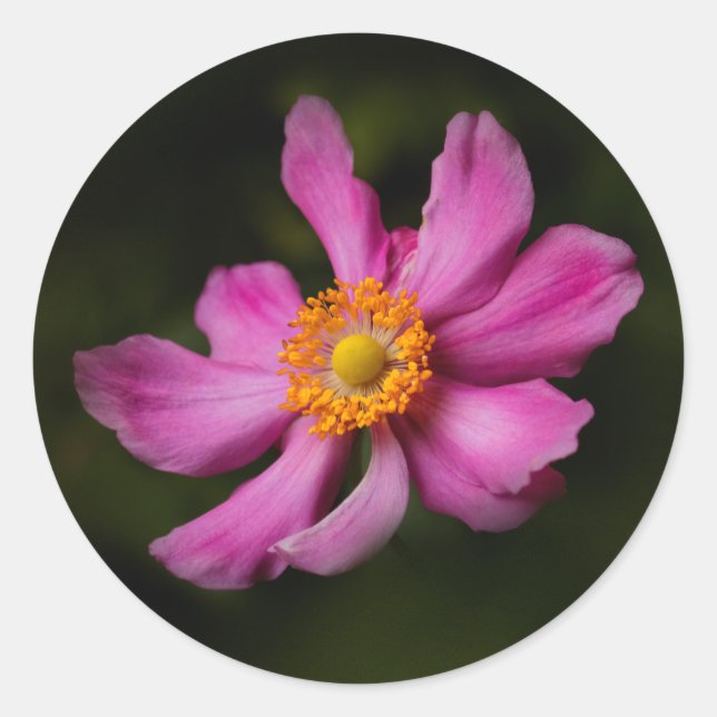 Sticker Rond Rose "Prinz Heinrich" japonais Anemone Flower (Devant)