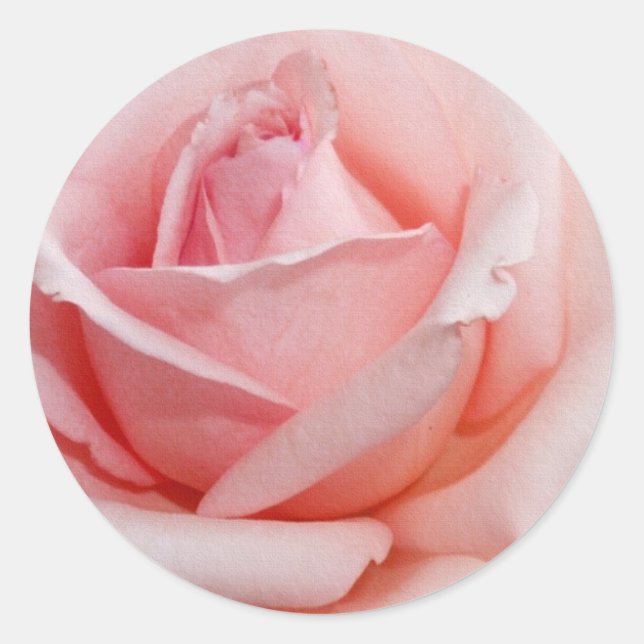 Sticker Rond Rose rose (Devant)