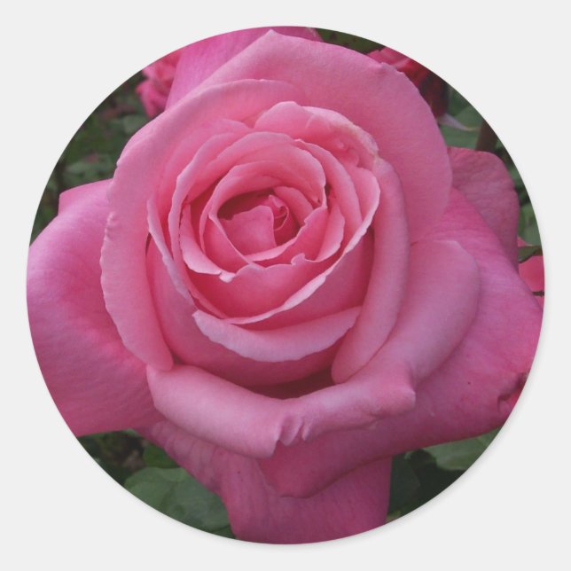 Sticker Rond Rose rose (Devant)
