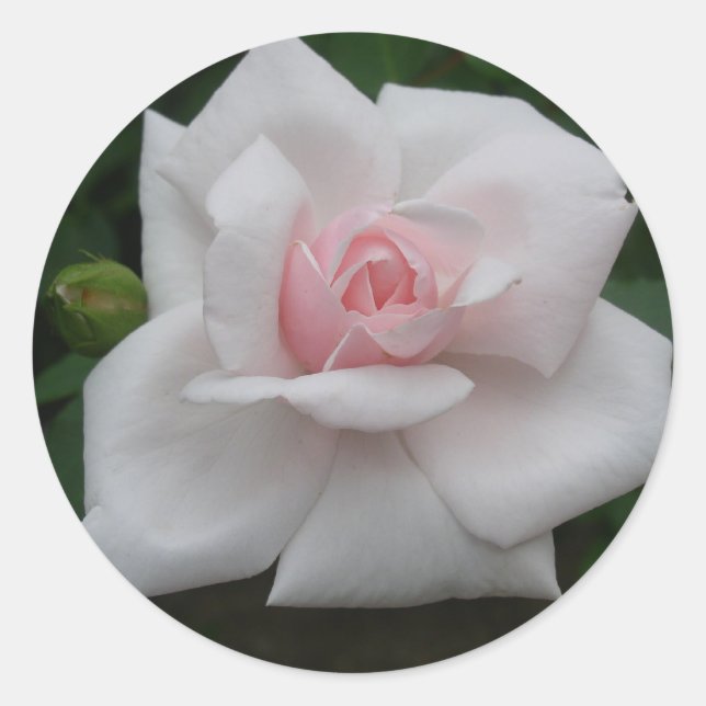 Sticker Rond Rose rose (Devant)