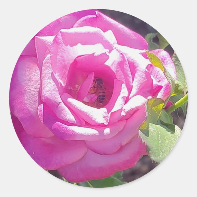 Sticker Rond Rose rose avec un chevalet d'abeilles (Devant)