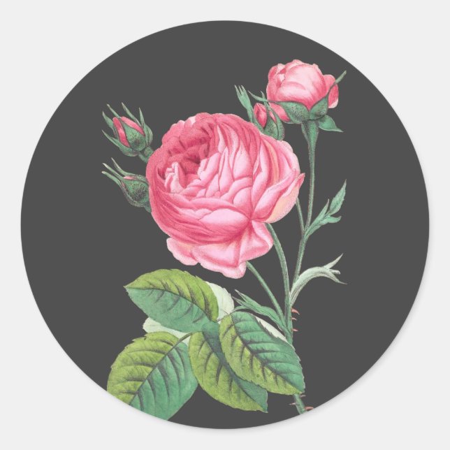 Sticker Rond Rose rose florale moderne (Devant)