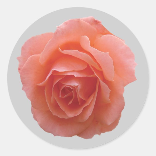 Sticker Rond Rose rose pour vous (Devant)