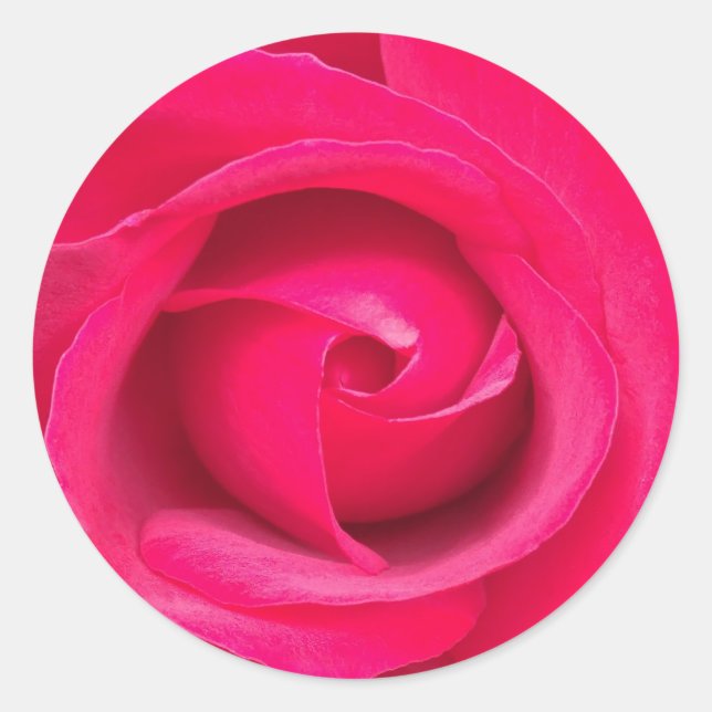 Sticker Rond Rose rose romantique rouge (Devant)