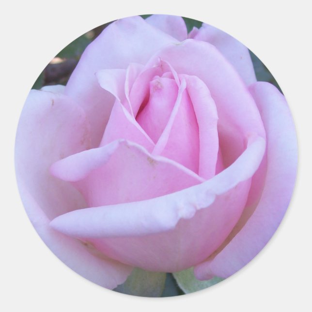 Sticker Rond Rose rose ronde (Devant)