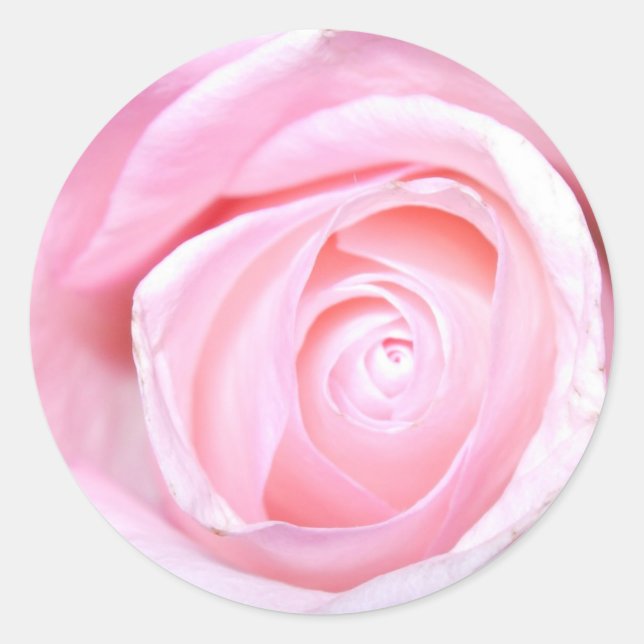 Sticker Rond Rose rose rose (Devant)