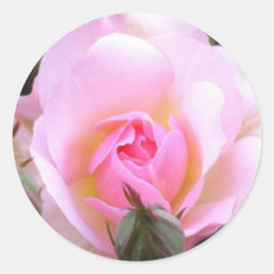 Sticker Rond Rose rose rose anglaise parfaite