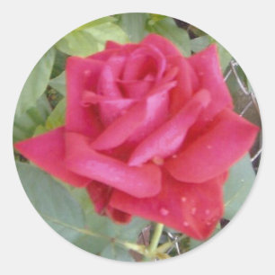 Sticker Rond Rose rouge