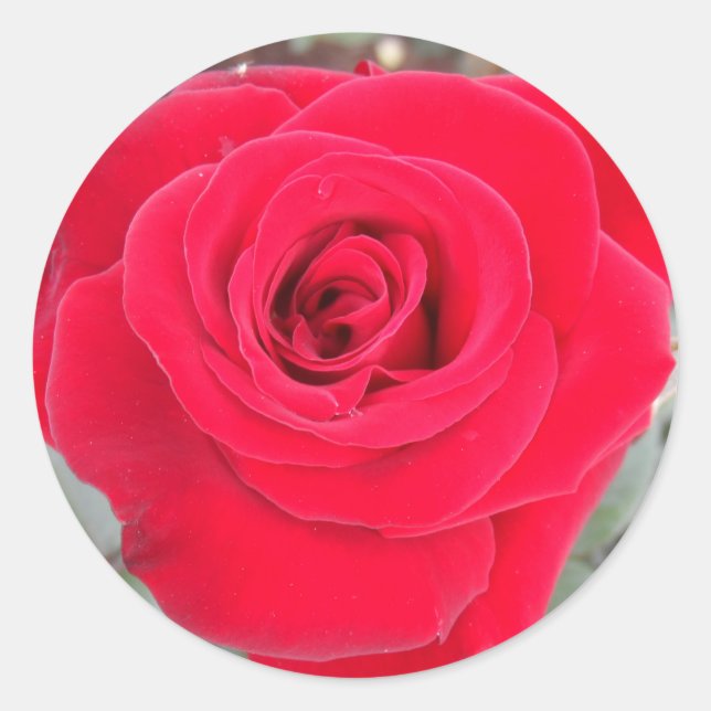 Sticker Rond Rose rouge (Devant)