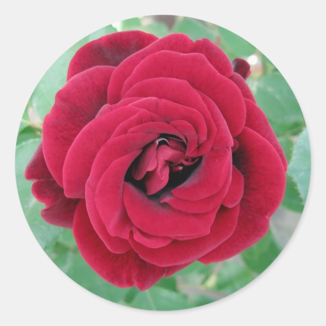 Sticker Rond rose rouge (Devant)