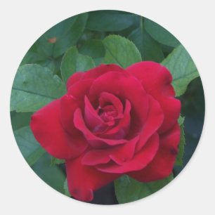 Sticker Rond Rose rouge de près