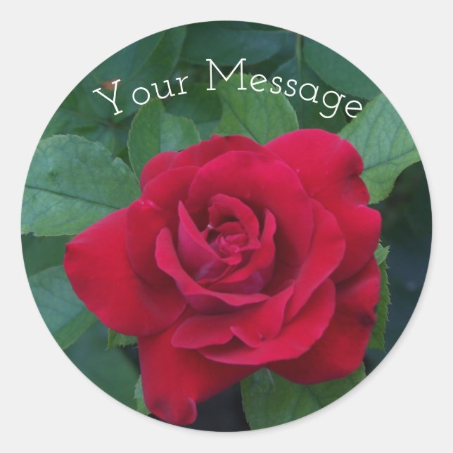 Sticker Rond Rose rouge de près (Devant)