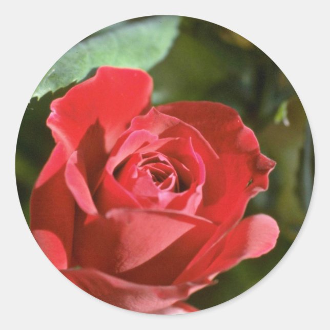 Sticker Rond Rose rouge, fleurs partiellement ouvertes (Devant)