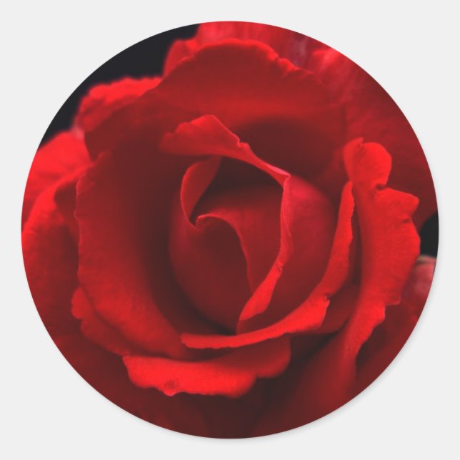 Sticker Rond Rose rouge stkcnm (Devant)