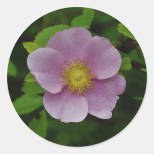 Sticker Rond Rose sauvage