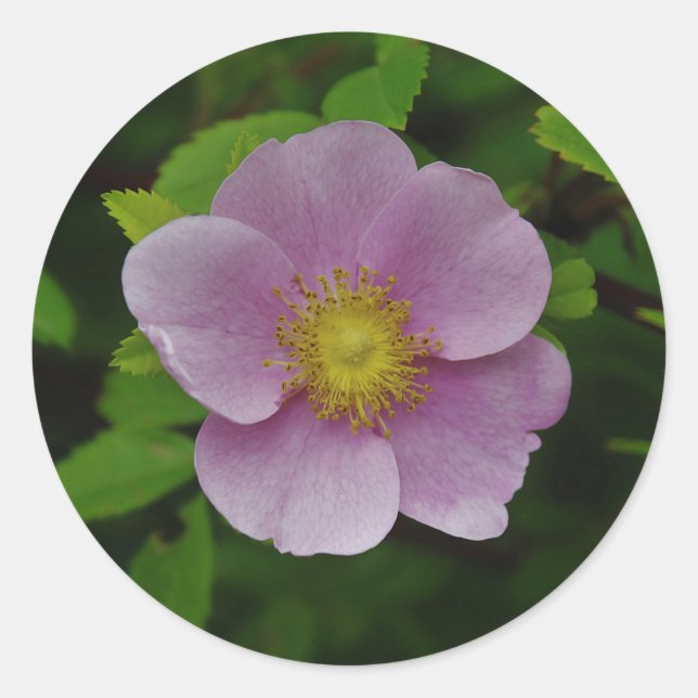 Sticker Rond Rose sauvage (Devant)