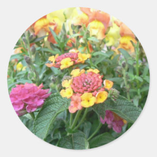 Sticker Rond Rose Sunrise Lantana