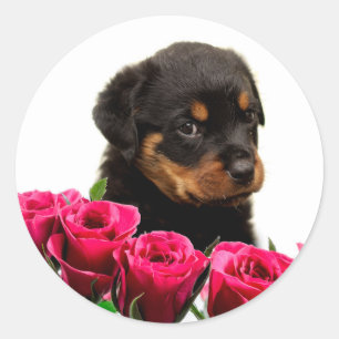 Sticker Rond Rose Valentin Rottweiler Puppy
