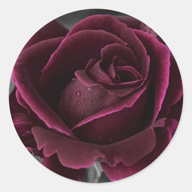 Sticker Rond Rose Velvet Bourgogne (Devant)