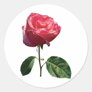 Sticker Rond Rosebud rose délicat