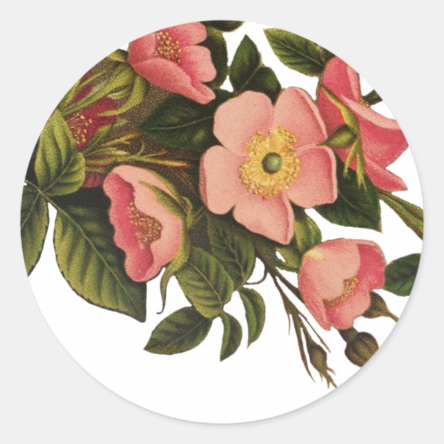 Sticker Rond Roses Anciennes Jolies Fleurs Botaniques Roses (Devant)