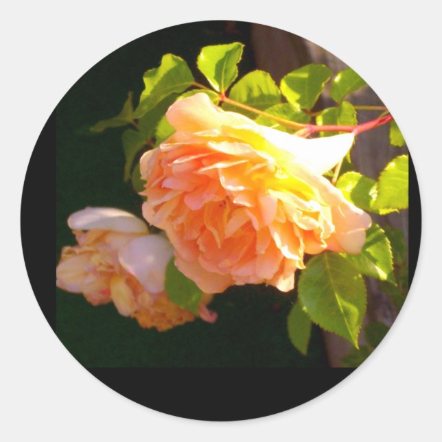 Sticker Rond Roses de pêche par pays (Devant)