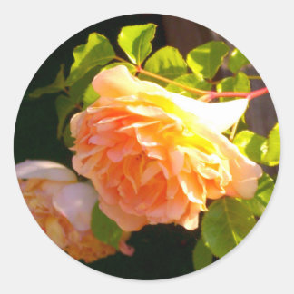 Sticker Rond Roses de pêche par pays