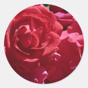 Sticker Rond Roses rouges