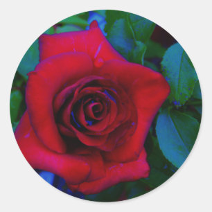 Sticker Rond Roses rouges aux tons bleus
