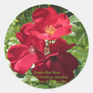 Sticker Rond Roses rouges simples