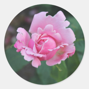 Sticker Rond Rosier rose