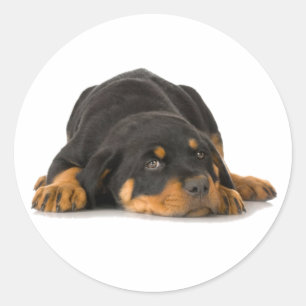 Sticker Rond Rottweiler