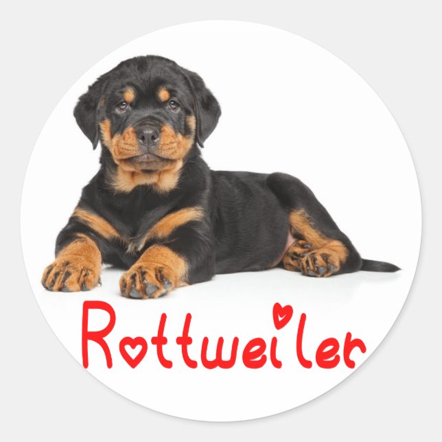 Sticker Rond Rottweiler Chien Brown et Noir Chien Rouge Amour (Devant)