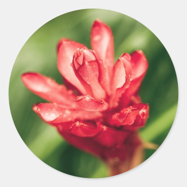 Sticker Rond rouge dans le jardin (Devant)
