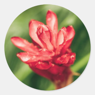 Sticker Rond rouge dans le jardin