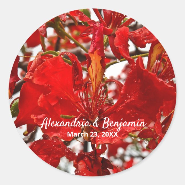 Sticker Rond Rouge Floral Flamboyant Personnaliser Nature (Devant)