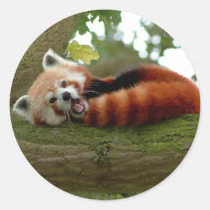 Sticker Rond Rouge Panda collant rond