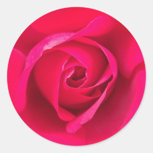 Sticker Rond Rouge romantique Rose rose v2