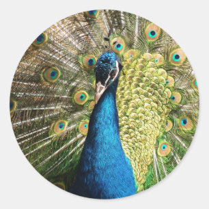 Sticker Rond Royal Blue Peacock
